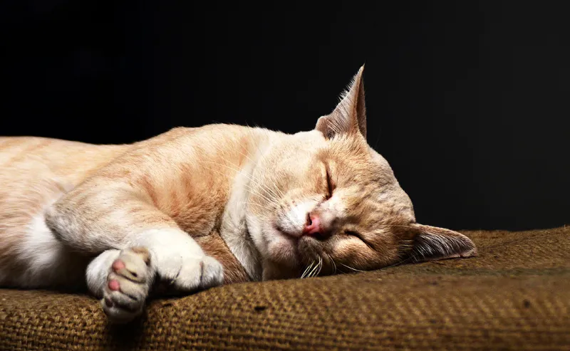 10 Human Foods That Are Toxic to Pets
